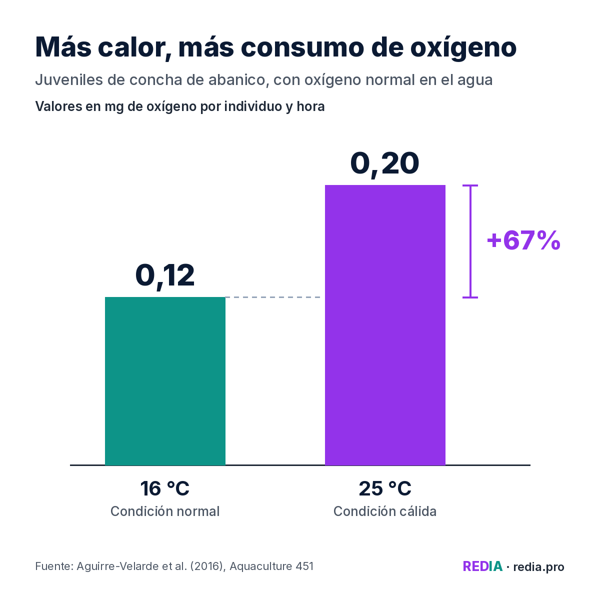 Gráfico de barras: con oxígeno normal en el agua, juveniles de concha de abanico consumieron 0,12 mg de oxígeno por individuo y hora a 16 °C y 0,20 a 25 °C, cerca de dos tercios más.