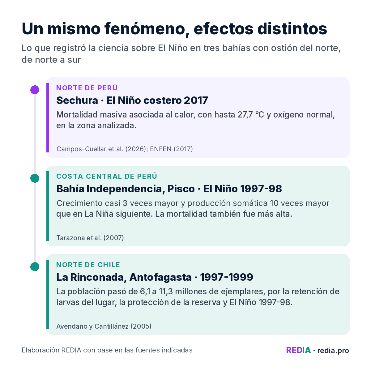 Tres bahías, tres efectos de El Niño: mortalidad masiva asociada al calor en Sechura en 2017; crecimiento casi tres veces mayor y producción somática diez veces mayor en Pisco durante 1997-98; aumento de la población de 6,1 a 11,3 millones de ejemplares en La Rinconada entre 1997 y 1999.