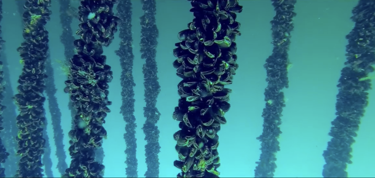 Sernapesca Redefine el Estándar: Diagnóstico Molecular como Pilar Exportador