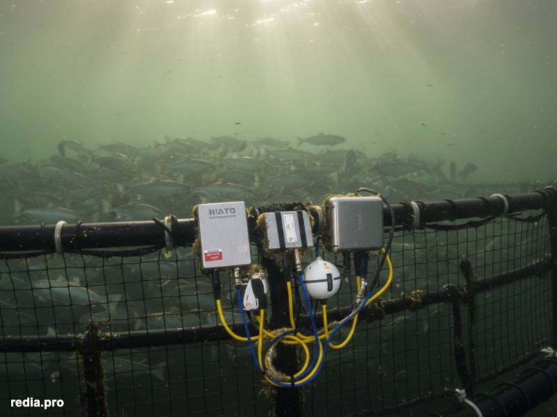 La Capacidad de Carga como Eje de la Planificación Acuícola: Biomasa y Ecosistema