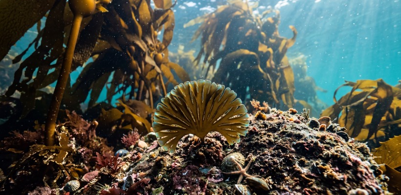 Alga Abanico Documentada por Primera Vez en Chile en Tierra del Fuego