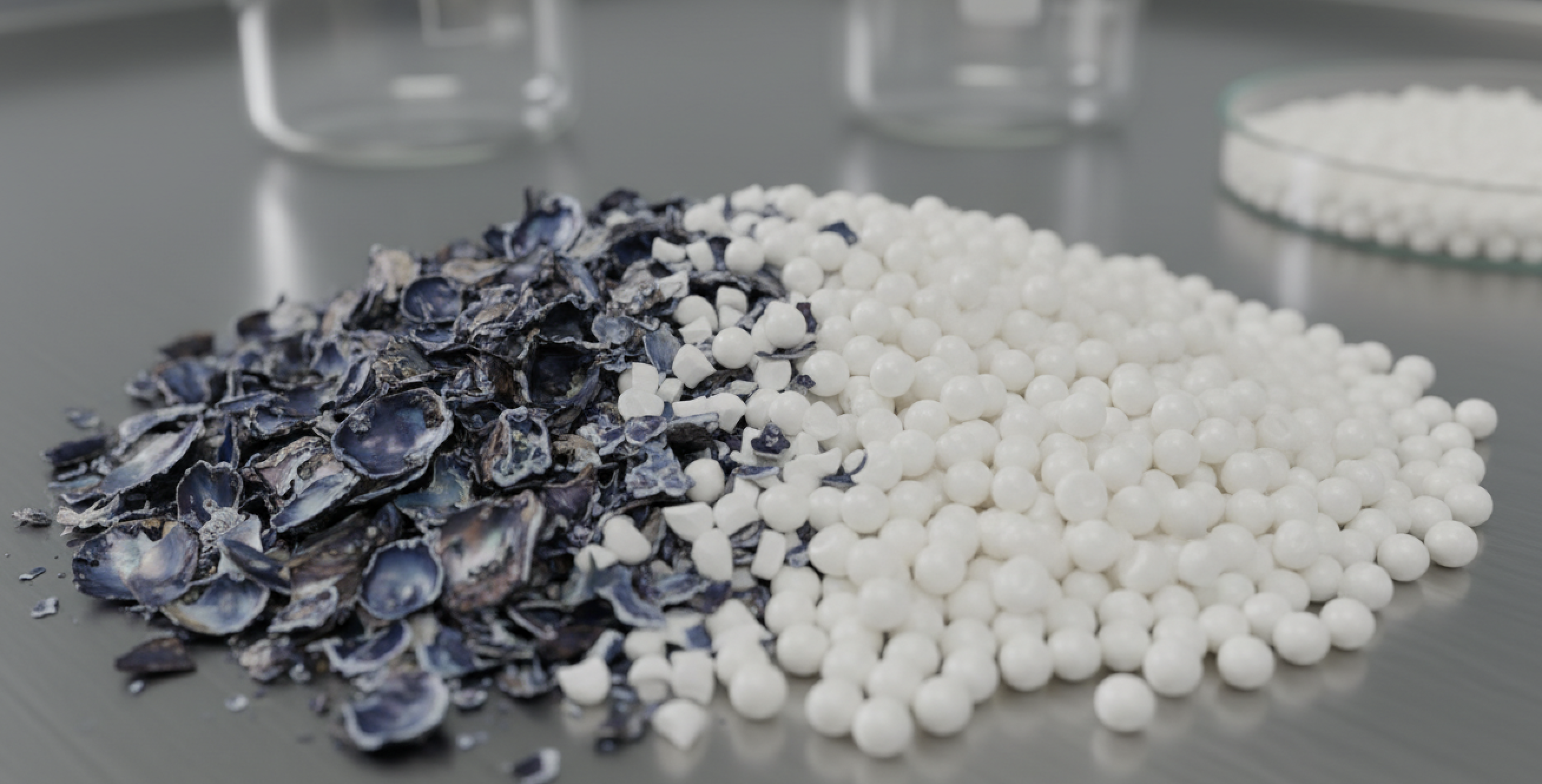 Biopolímeros de Concha de Chorito: Innovación en Mitilicultura