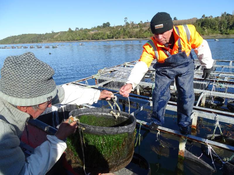 Análisis del modelo de cultivo sostenible de ostra chilena y japonesa en Calbuco