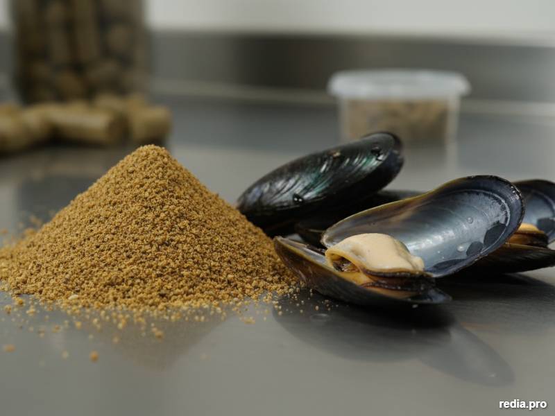 Harina de mejillón: ingrediente estratégico para la nutrición del salmón